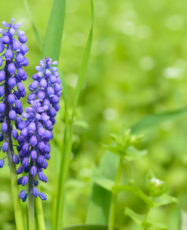Grape hyacinth flowers closeup